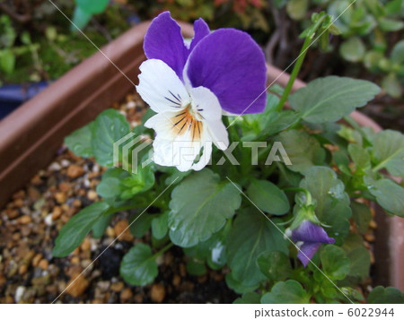 Pansy 6022944