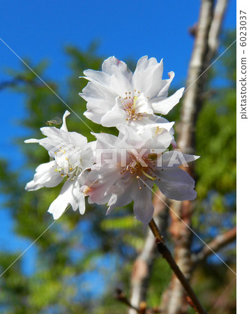 Dugongsakura（十月櫻花） 6023037