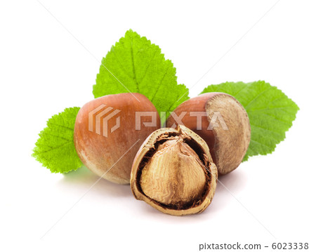 Hazelnuts isolated 6023338