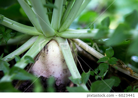 Radish of field Radish of field 6023441