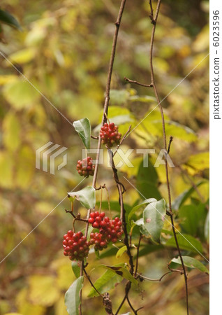 Red fruit of Sunnegra 6023596