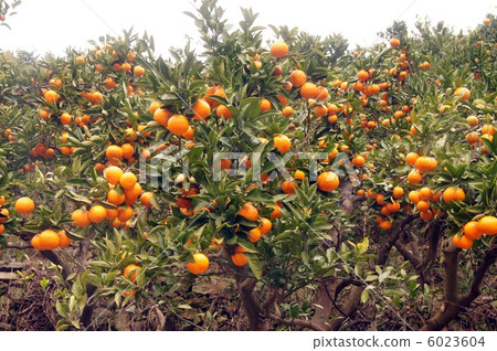 Wenzhou oranges in a row of fields Wenzhou oranges in a row of fields 6023604