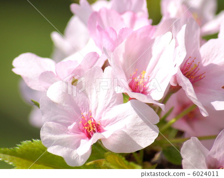 Gothenba Kurara (Gotemba Sakura) Gothenba Kurara (Gotemba Sakura) 6024011