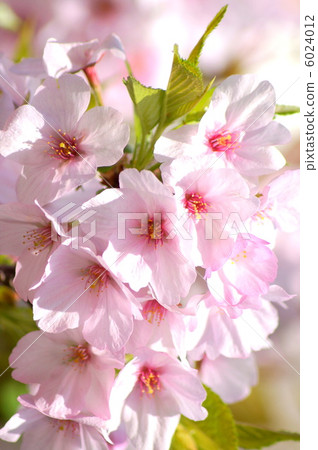 Gothenba Kurara (Gotemba Sakura) Gothenba Kurara (Gotemba Sakura) 6024012