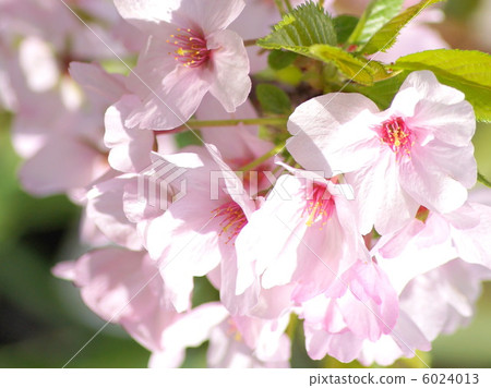 Gothenba Kurara (Gotemba Sakura) Gothenba Kurara (Gotemba Sakura) 6024013