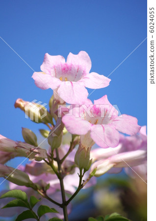 Nausuzakura (pink) Nausuzakura (pink) 6024055