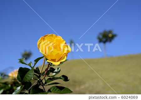 Goldmarly 84 6024069