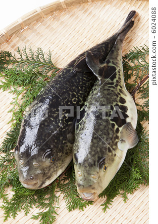 府谷 府谷 6024088