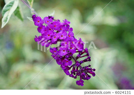 佛陀Buddleja花語言：愛的預感 6024131