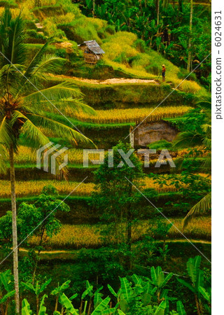 巴厘島的水稻梯田（Tegalaran /巴厘島/印度尼西亞） 6024631