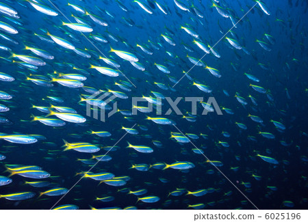 一群Tacabe 6025196