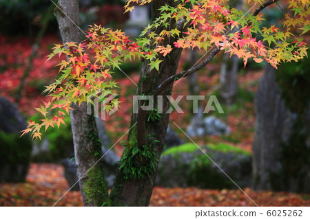 Komyo Zen temple in the autumn Komyo Zen temple in the autumn 6025262