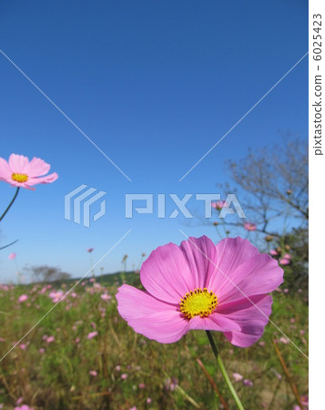 波斯菊領域和藍天 波斯菊領域和藍天 6025423