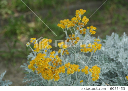 Shirota aegi 6025453