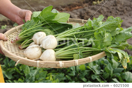 Harvest of turnip and spinach 6025500
