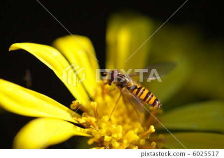Marmalade hoverfly Marmalade hoverfly 6025517
