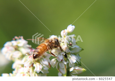 Bee and buckwheat 6025547