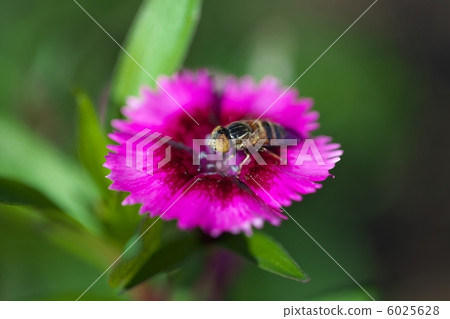 Kigoshishana Kigoshishana 6025628