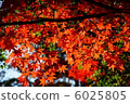 Autumn leaves 6025805