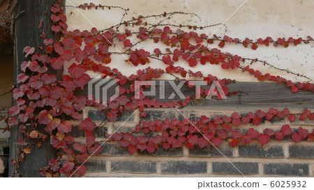 常春藤在牆上 6025932