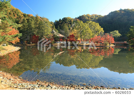 白水Amidado 6026033