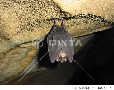 Chrysanthemum bat Chrysanthemum bat 6026046