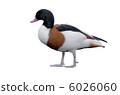 Tsukamigamo (white background) Tsukamigamo (white background) 6026060