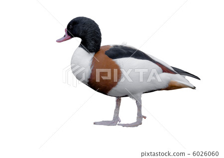 Tsukamigamo (white background) 6026060