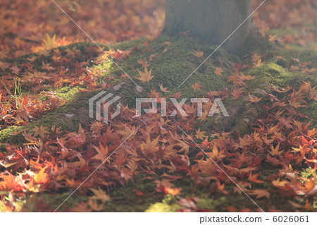 Maple  6026061