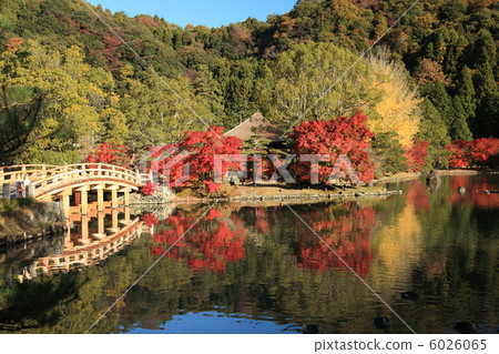 白水Amidado 6026065