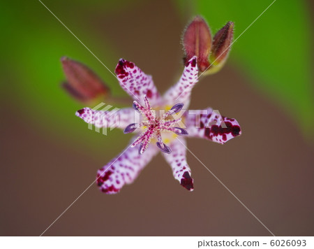 Hototogisu flower Hototogisu flower 6026093