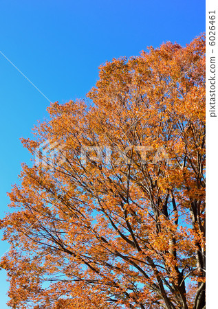 The yellow leaves of moth The yellow leaves of moth 6026461