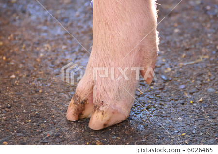 pig's feet  6026465