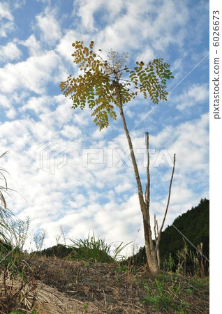 枯燥的樹 6026673