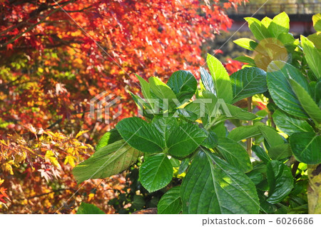 綠色和紅色1 綠色和紅色1 6026686