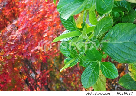 綠色和紅色2 綠色和紅色2 6026687