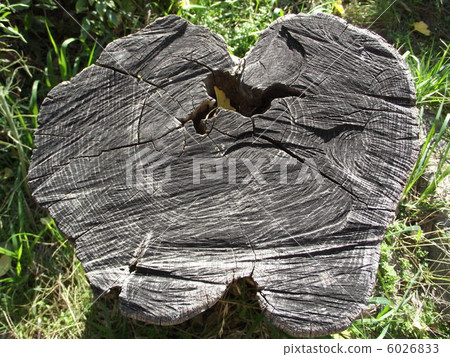 樹墩 6026833
