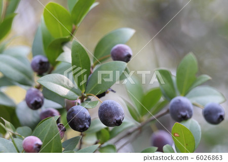 桃金孃果實 桃金孃果實 6026863