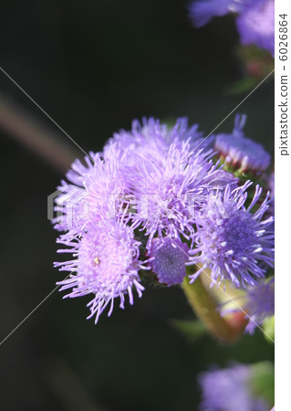 Murasaki杜鵑薊 6026864