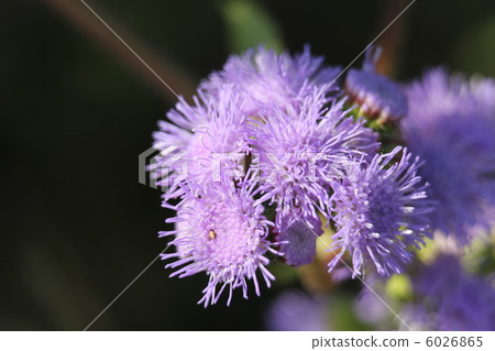 Murasaki cuckoo thistle 6026865
