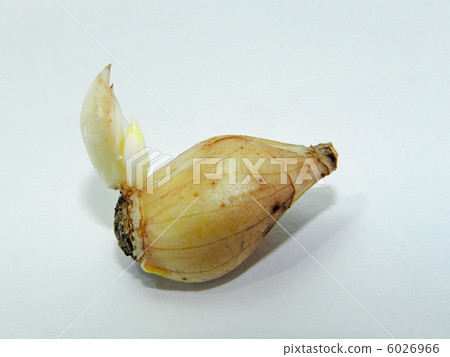 Bulb of thionodoxa 6026966