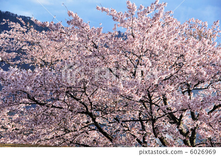 Cherry Blossoms Cherry Blossoms 6026969