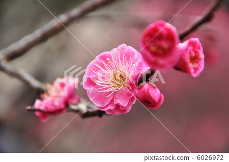 當紅梅花 當紅梅花 6026972
