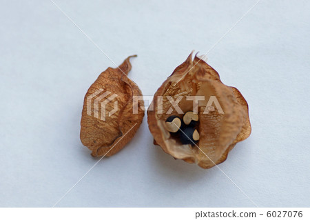 雲杉果實種子 6027076