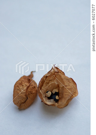 雲杉果實種子 雲杉果實種子 6027077