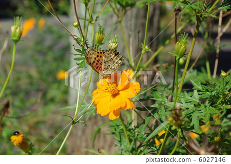 豪豬和黃色花波斯菊 6027146