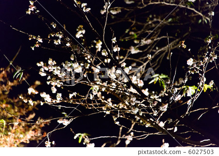 冬天櫻花Hase寺照亮鎌倉 6027503