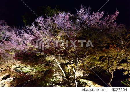 秋葉Hasedera寺廟點燃鎌倉 6027504