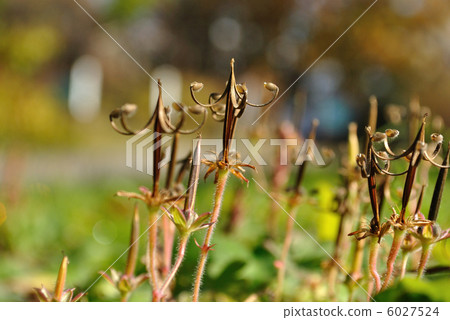 Geranium thunbergii 6027524
