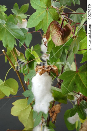 棉花樹 6027679